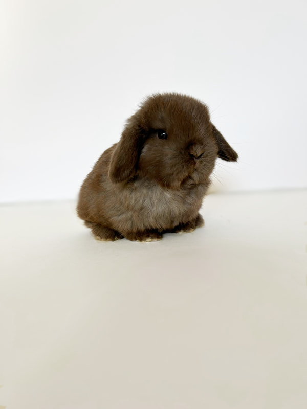 Recent Holland Lop Delivered to Texas