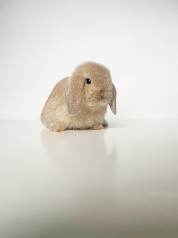 Recent Holland Lop Delivered To California