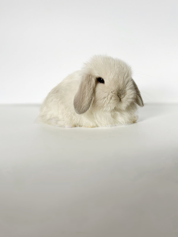 Recent Holland Lop Delivered To Miami Florida