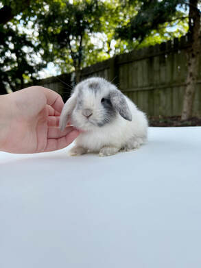 Holland Lop Rabbit For Sale At www.lovelybunnys.com