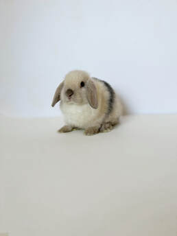 Available Holland Lop Rabbit For Sale