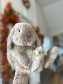 Full Grown Holland Lop