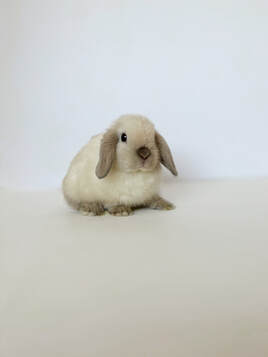 Available Holland Lop Bunny at Lovelybunnys.com